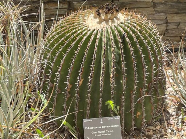 Echinocactus platyacanthus