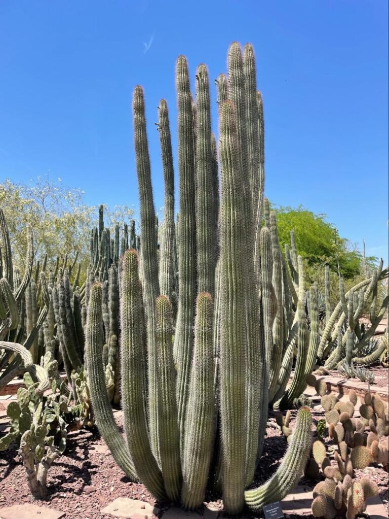 organ pipe cactus