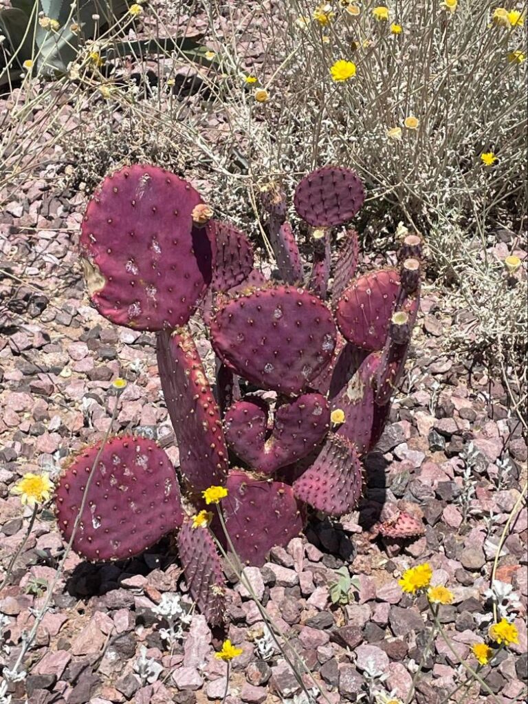 Santa Rita Prickly Pear cactus blooms