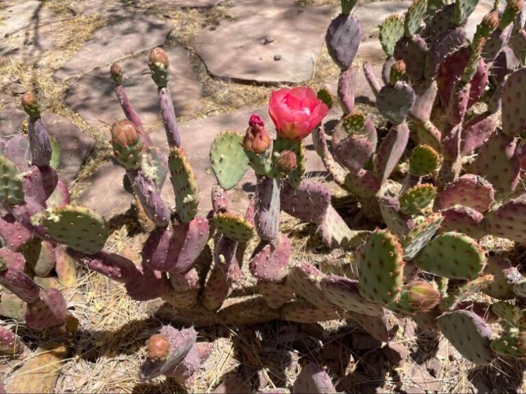 Prickly Pear cactus