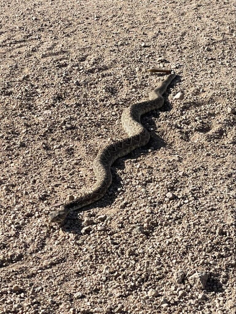 Desert Encounter: A rattlesnake spotted on a desert trail