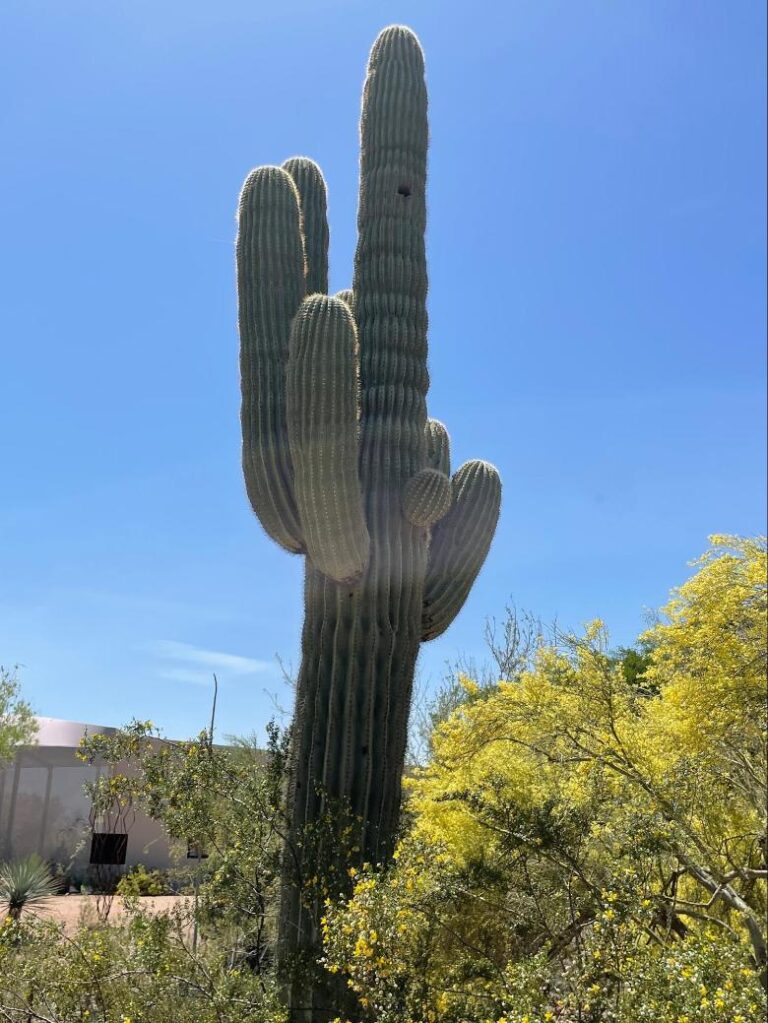Saguaro cactus, the Largest Cactus in the U.S