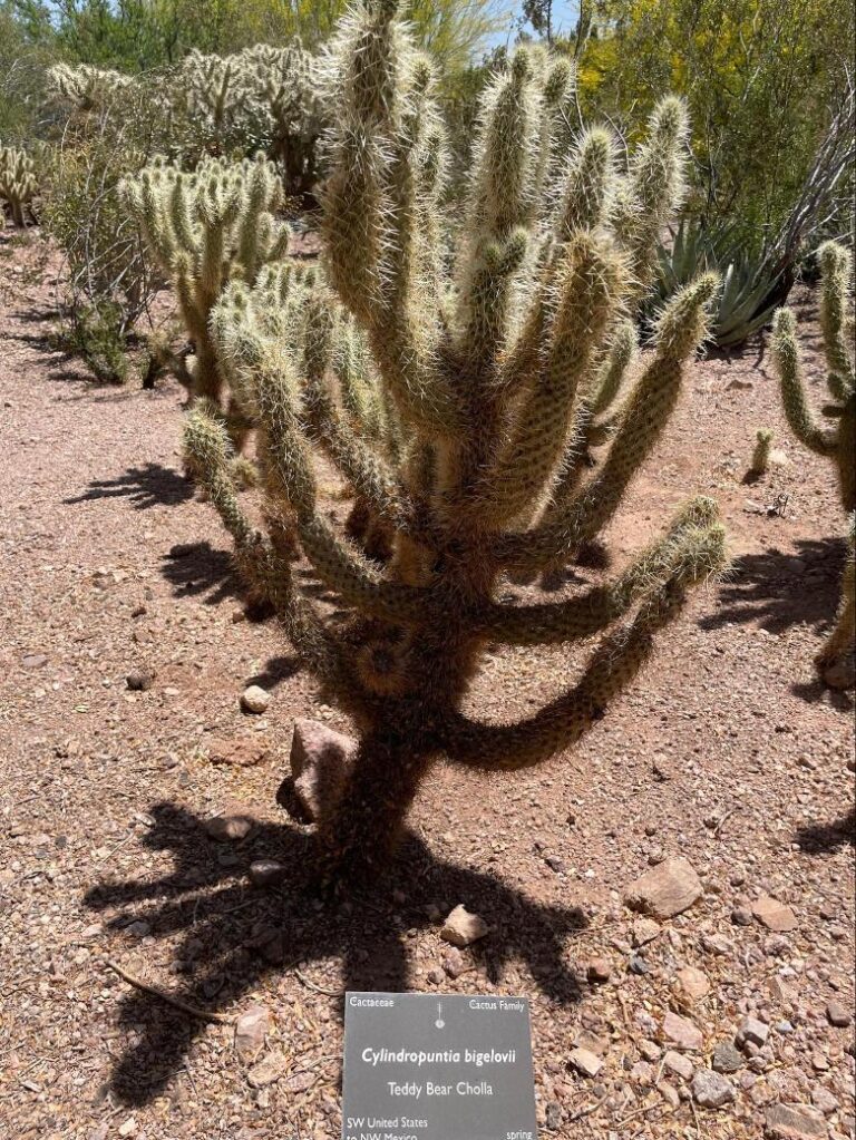 Teddy Bear Cholla cactus